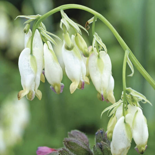Dicentra 'Aurora'