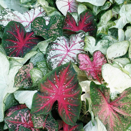 Caladium Sun Tolerant Blend Bulbs