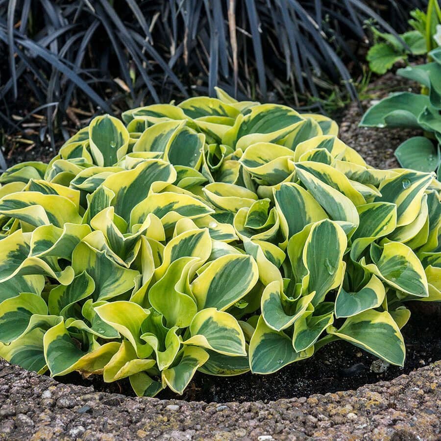 Hosta 'Lucky Mouse'
