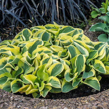 Hosta 'Lucky Mouse'
