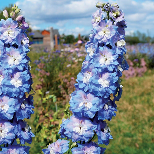 Aurora™ Blue Delphinium