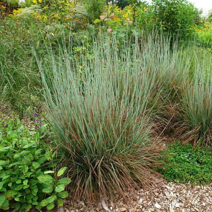 Schizachyrium 'Standing Ovation'