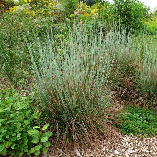 Schizachyrium 'Standing Ovation'