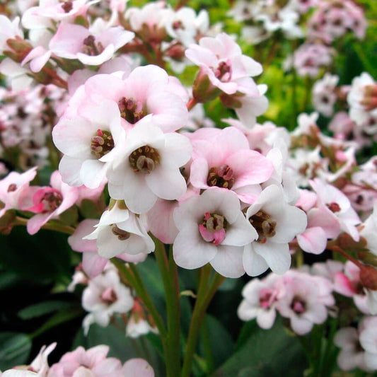 Bergenia Dragonfly™ 'Angel Kiss'