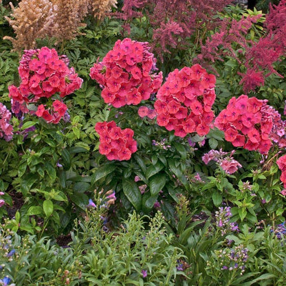 Phlox Flame™ Coral