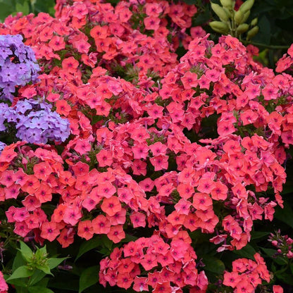Phlox Flame™ Coral