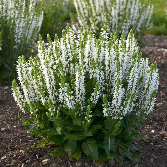 Salvia 'Bumblesnow'