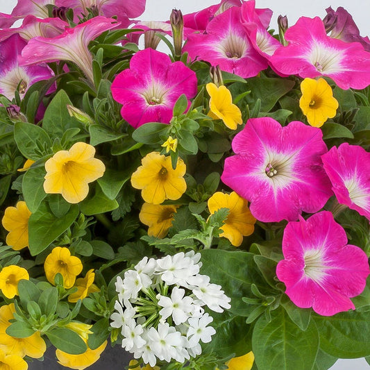 Blooming Block Kwik Kombos™ Chloe's™ Mix