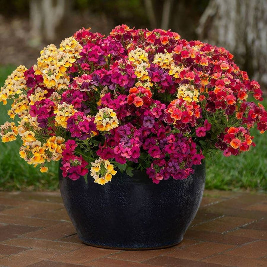 Park's Petites DuraBella® Tropical Sunset™