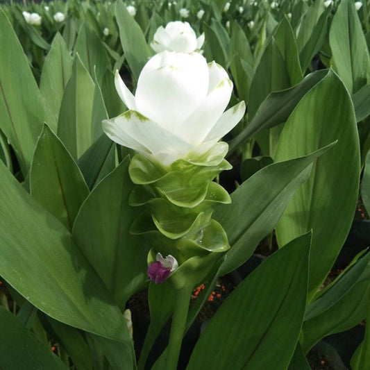 'White Jasmine' Ornamental Turmeric Bulbs