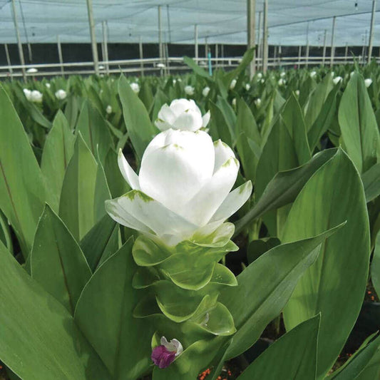 'White Jasmine' Ornamental Turmeric Bulbs