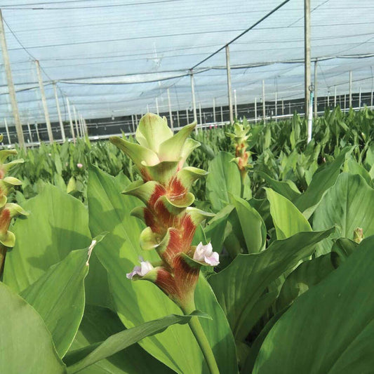 'Emerald Green' Ornamental Turmeric Bulbs