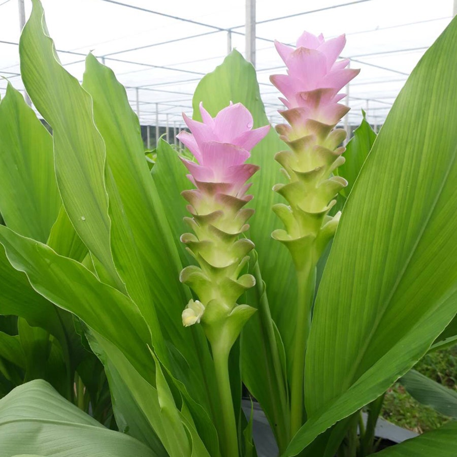 'Laddawan' Ornamental Turmeric Bulbs