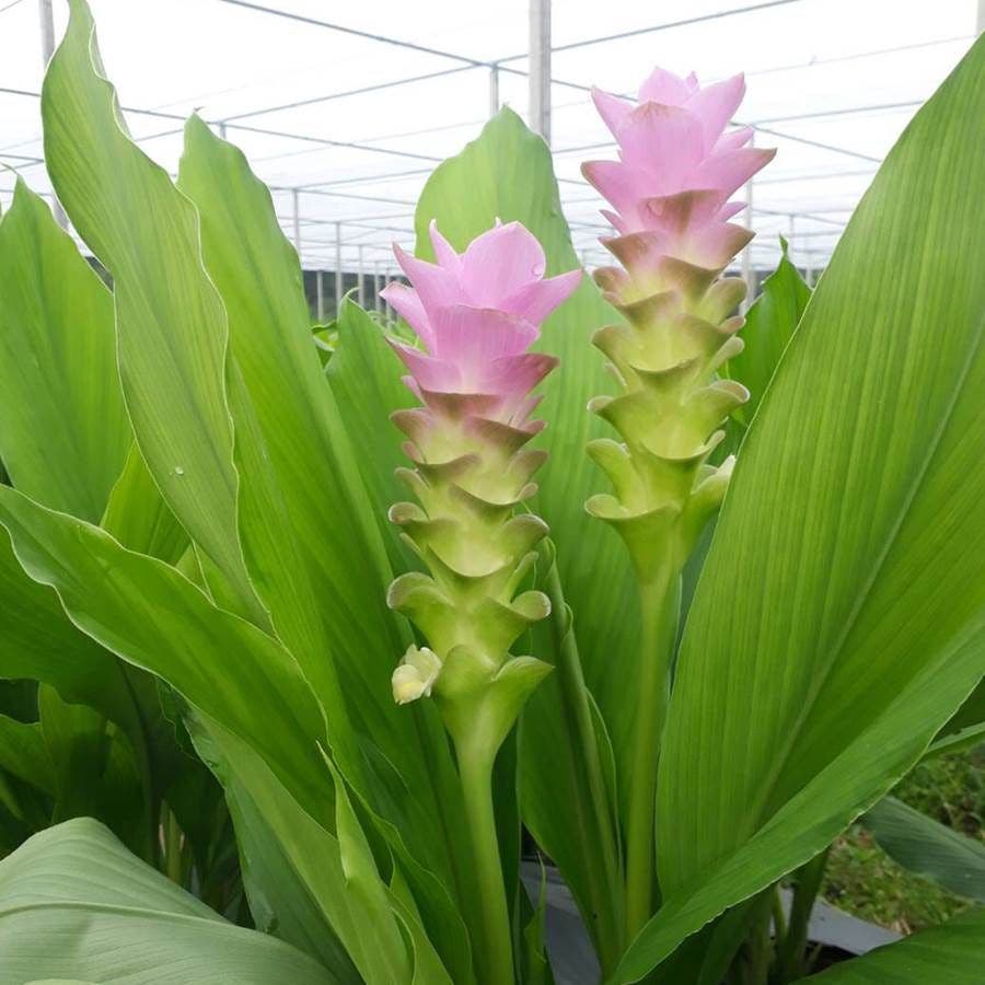 'Laddawan' Ornamental Turmeric Bulbs