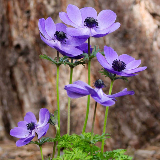 'Mr. Fokker' Windflower Bulbs