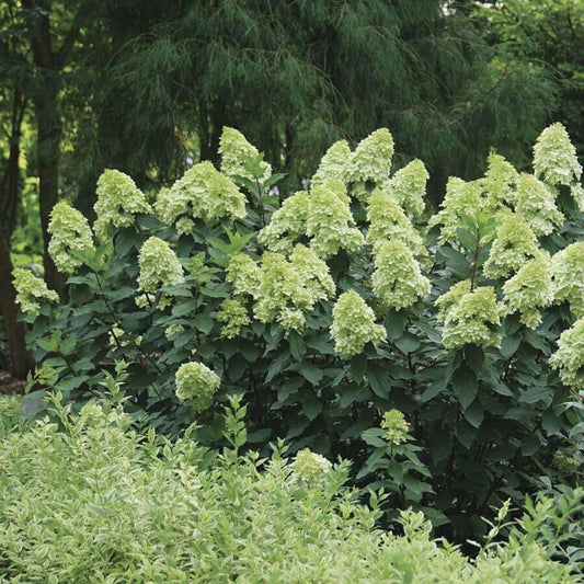 Hydrangea LIMELIGHT PRIME™
