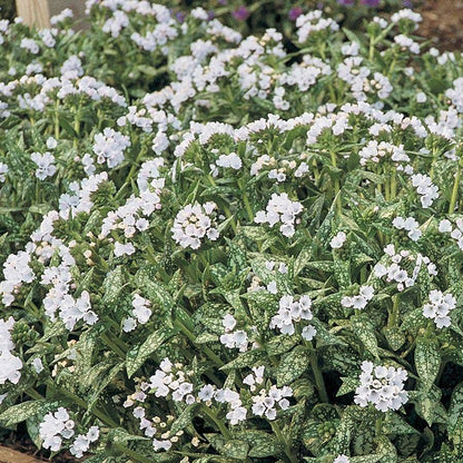Pulmonaria Opal
