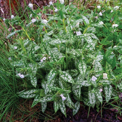 Pulmonaria Opal