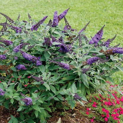 Pugster Blue® Butterfly Bush