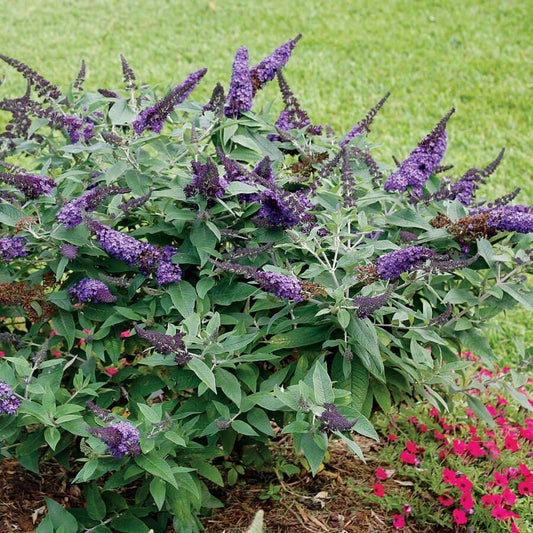 Pugster Blue® Butterfly Bush
