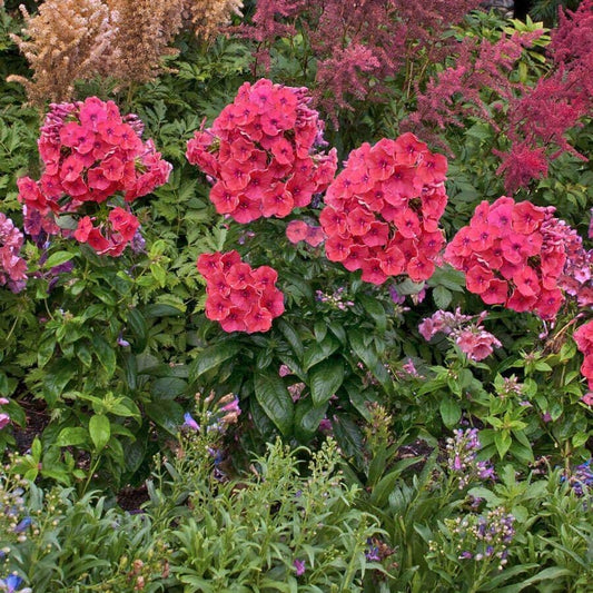 Phlox Flame™ Coral