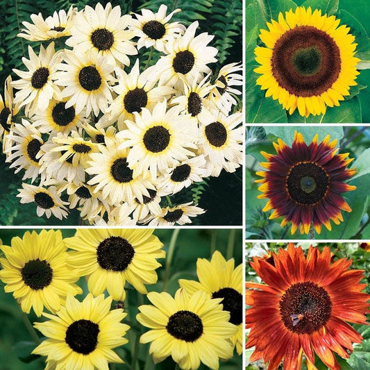 Ultimate Park Seed Sunflower Seed Collection