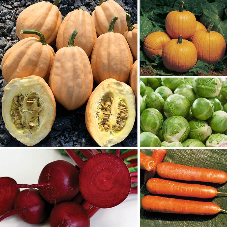 Ultimate Park Seed Cool Season Vegetable Seed Collection