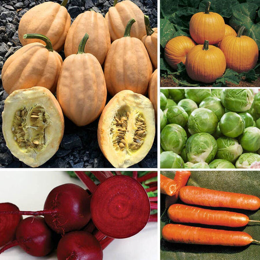 Ultimate Park Seed Cool Season Vegetable Seed Collection