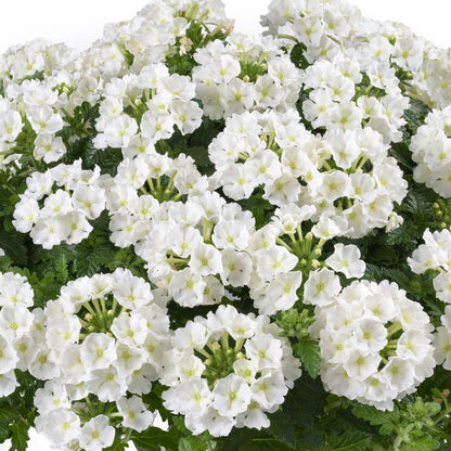 Blooming Block Durabella® The Queen Mix
