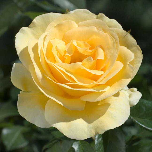 Sunshine Daydream Grandiflora Rose