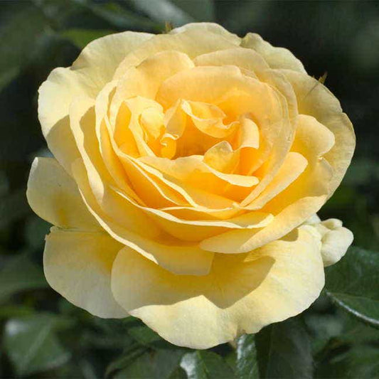 Sunshine Daydream Grandiflora Rose