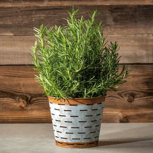 Rosemary Sensation