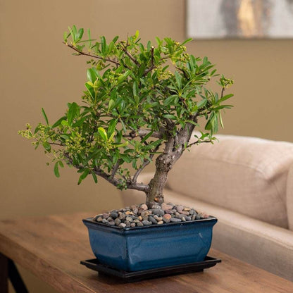 Pyracantha Bonsai