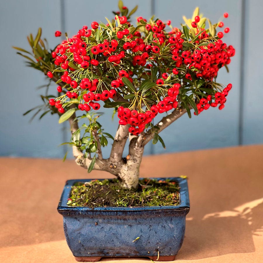 Pyracantha Bonsai
