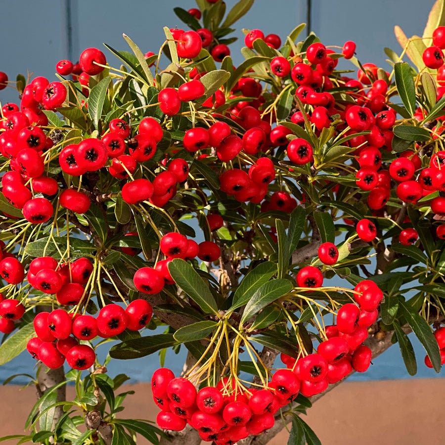 Pyracantha Bonsai