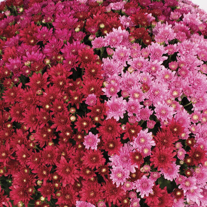 Blooming Block Wanda™ Fall Berry™ Color My Fall™ Mum Mix