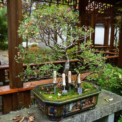 bonsai tree tool set DeWit 4-Piece Bonsai Tool Set