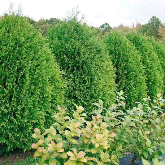 Thuja Cheer Drops™