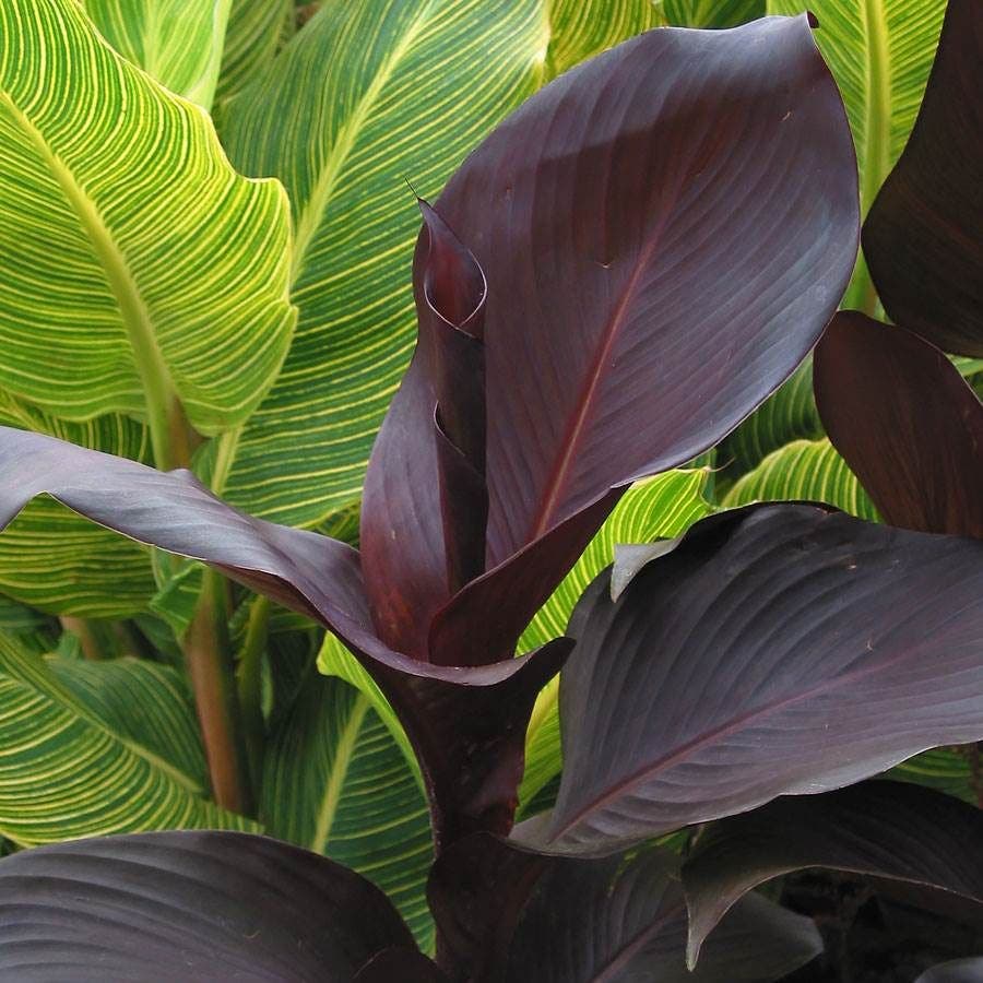 Tropicanna® Black Canna Lily Bulb