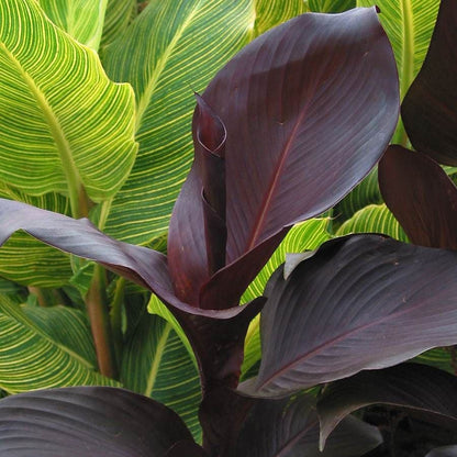 Tropicanna® Black Canna Lily Bulb