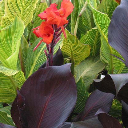 Tropicanna® Black Canna Lily Bulb