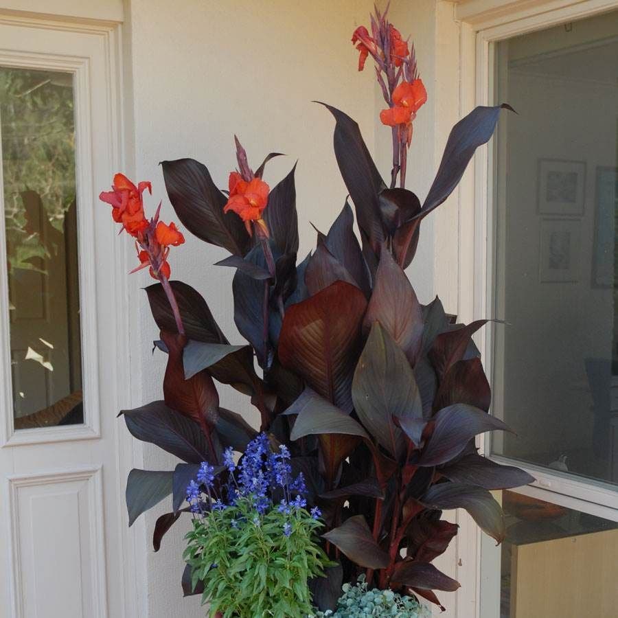 Tropicanna® Black Canna Lily Bulb