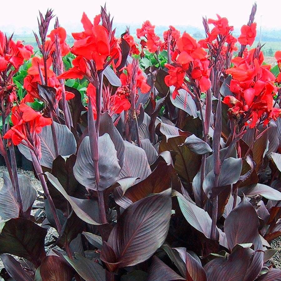 Tropicanna® Black Canna Lily Bulb