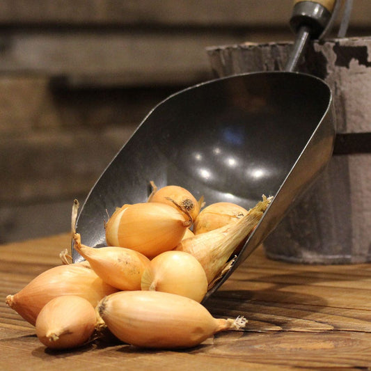 Sweet Onion Sets