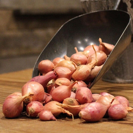 Nero Shallots Hybrid Onion Sets