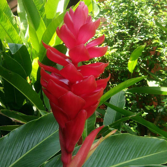 Alpinia Red Ginger
