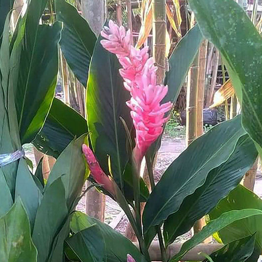 Alpinia Pink Ginger