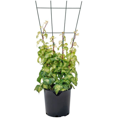 Hedera 'Tropical Blizzard'