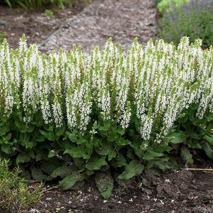 Salvia 'Bumblesnow'