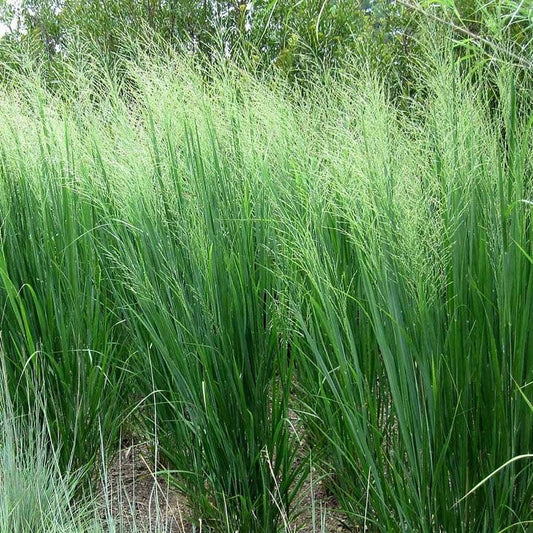 Panicum 'Northwind'